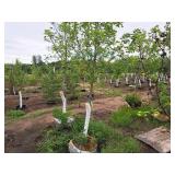 Fall Fiesta Sugar Maple 2.5" caliper, Ball & Burlap