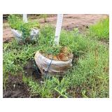 Fall Fiesta Sugar Maple 2.5" caliper, Ball & Burlap