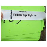 Fall Fiesta Sugar Maple 2.5" caliper, Ball & Burlap