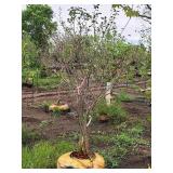 Serviceberry Clump, Autumn Brilliance 6