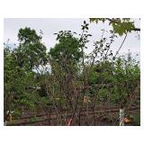 Serviceberry Clump, Autumn Brilliance 6