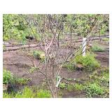 Serviceberry Clump, Autumn Brilliance 6