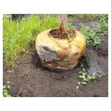 Serviceberry Clump, Autumn Brilliance 6