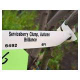 Serviceberry Clump, Autumn Brilliance 6