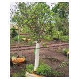 Crabapple Red Jewel Malus Jewelcole 2" caliper, Ball & Burlap SKU#1543