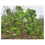 Crabapple Red Jewel Malus Jewelcole 2" caliper, Ball & Burlap SKU#1543