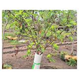 Crabapple Red Jewel Malus Jewelcole 2" caliper, Ball & Burlap SKU#1543