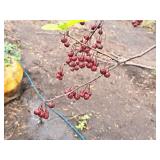 Crabapple Red Jewel Malus Jewelcole 2" caliper, Ball & Burlap SKU#1543