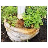 Crabapple Red Jewel Malus Jewelcole 2" caliper, Ball & Burlap SKU#1543