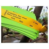 Crabapple Red Jewel Malus Jewelcole 2" caliper, Ball & Burlap SKU#1543