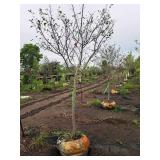 Serviceberry, Autumn Brilliance Amerlanchier x Grandiflora 2" caliper, Ball & Burlap SKU#7063