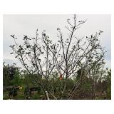 Serviceberry, Autumn Brilliance Amerlanchier x Grandiflora 2" caliper, Ball & Burlap SKU#7063