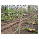 Serviceberry, Autumn Brilliance Amerlanchier x Grandiflora 2" caliper, Ball & Burlap SKU#7063