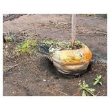 Serviceberry, Autumn Brilliance Amerlanchier x Grandiflora 2" caliper, Ball & Burlap SKU#7063