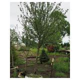 Harvest Gold Crabapple 3" caliper, Ball & Burlap