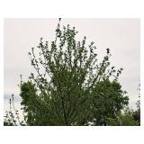 Harvest Gold Crabapple 3" caliper, Ball & Burlap