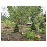 Harvest Gold Crabapple 3" caliper, Ball & Burlap