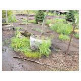 Harvest Gold Crabapple 3" caliper, Ball & Burlap