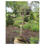 Serviceberry, Autumn Brilliance Amerlanchier x Grandiflora 2" caliper, Ball & Burlap SKU#7063
