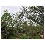 Serviceberry, Autumn Brilliance Amerlanchier x Grandiflora 2" caliper, Ball & Burlap SKU#7063
