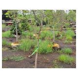 Serviceberry, Autumn Brilliance Amerlanchier x Grandiflora 2" caliper, Ball & Burlap SKU#7063