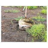 Serviceberry, Autumn Brilliance Amerlanchier x Grandiflora 2" caliper, Ball & Burlap SKU#7063