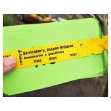 Serviceberry, Autumn Brilliance Amerlanchier x Grandiflora 2" caliper, Ball & Burlap SKU#7063