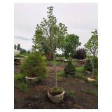 Redmond Linden Tilia Americana Redmond 2.5" caliper, Ball & Burlap SKU#1553