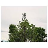 Redmond Linden Tilia Americana Redmond 2.5" caliper, Ball & Burlap SKU#1553