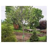Redmond Linden Tilia Americana Redmond 2.5" caliper, Ball & Burlap SKU#1553