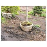 Redmond Linden Tilia Americana Redmond 2.5" caliper, Ball & Burlap SKU#1553