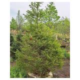 Norway Spruce Picea Abies 6