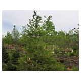 Norway Spruce Picea Abies 6
