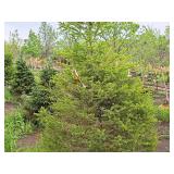 Norway Spruce Picea Abies 6
