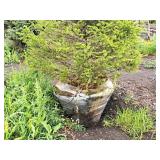 Norway Spruce Picea Abies 6