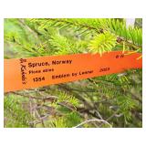 Norway Spruce Picea Abies 6