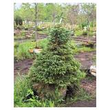 Black Hills Spruce Picea Glauca Densata 4