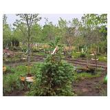 Black Hills Spruce Picea Glauca Densata 4