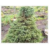 Black Hills Spruce Picea Glauca Densata 4