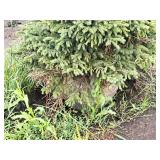 Black Hills Spruce Picea Glauca Densata 4