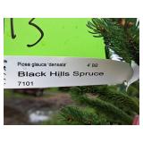 Black Hills Spruce Picea Glauca Densata 4
