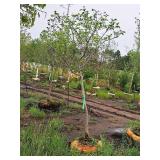 Serviceberry, Autumn Brilliance Amerlanchier x Grandiflora 2" caliper, Ball & Burlap SKU#7063