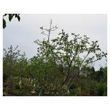 Serviceberry, Autumn Brilliance Amerlanchier x Grandiflora 2" caliper, Ball & Burlap SKU#7063