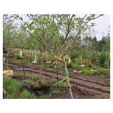 Serviceberry, Autumn Brilliance Amerlanchier x Grandiflora 2" caliper, Ball & Burlap SKU#7063