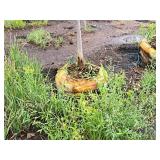 Serviceberry, Autumn Brilliance Amerlanchier x Grandiflora 2" caliper, Ball & Burlap SKU#7063