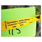 Serviceberry, Autumn Brilliance Amerlanchier x Grandiflora 2" caliper, Ball & Burlap SKU#7063
