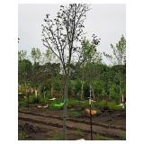 Boulevard Linden Tilia Americana 2.5" caliper, Ball & Burlap SKU#7144