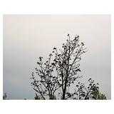 Boulevard Linden Tilia Americana 2.5" caliper, Ball & Burlap SKU#7144