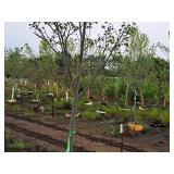 Boulevard Linden Tilia Americana 2.5" caliper, Ball & Burlap SKU#7144