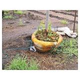 Boulevard Linden Tilia Americana 2.5" caliper, Ball & Burlap SKU#7144